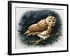 The Tawny Owl, 1970-John Chalkley-Framed Giclee Print