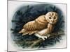 The Tawny Owl, 1970-John Chalkley-Mounted Giclee Print