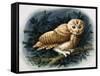 The Tawny Owl, 1970-John Chalkley-Framed Stretched Canvas