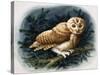 The Tawny Owl, 1970-John Chalkley-Stretched Canvas