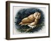 The Tawny Owl, 1970-John Chalkley-Framed Giclee Print