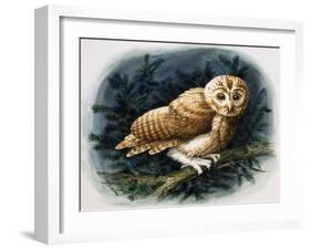 The Tawny Owl, 1970-John Chalkley-Framed Giclee Print