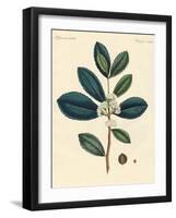 The Tea of Paraguay-null-Framed Giclee Print