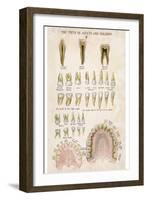 The Teeth of Adults and Children-null-Framed Photographic Print