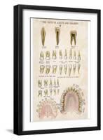 The Teeth of Adults and Children-null-Framed Photographic Print