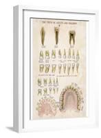 The Teeth of Adults and Children-null-Framed Photographic Print