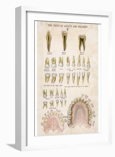 The Teeth of Adults and Children-null-Framed Photographic Print