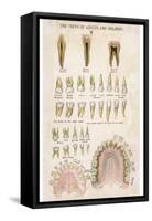 The Teeth of Adults and Children-null-Framed Stretched Canvas