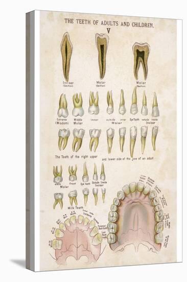 The Teeth of Adults and Children-null-Stretched Canvas