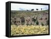 The Temple of the Virgins of the Sun on the Island of the Moon, Lake Titicaca-null-Framed Stretched Canvas