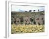 The Temple of the Virgins of the Sun on the Island of the Moon, Lake Titicaca-null-Framed Giclee Print