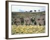 The Temple of the Virgins of the Sun on the Island of the Moon, Lake Titicaca-null-Framed Giclee Print