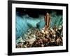 The Ten Commandments, Charlton Heston, 1956-null-Framed Photo