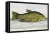 The Tench-E. Albin-Framed Stretched Canvas