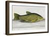 The Tench-E. Albin-Framed Giclee Print