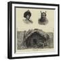 The Threatened Maori Rising in New Zealand-null-Framed Giclee Print