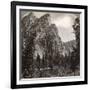 The Three Brothers, Yosemite Valley, California, USA, 1902-Underwood & Underwood-Framed Photographic Print