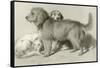 The Three Dogs-Edwin Henry Landseer-Framed Stretched Canvas