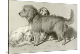 The Three Dogs-Edwin Henry Landseer-Stretched Canvas