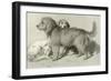 The Three Dogs-Edwin Henry Landseer-Framed Giclee Print