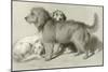 The Three Dogs-Edwin Henry Landseer-Mounted Giclee Print