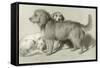 The Three Dogs-Edwin Henry Landseer-Framed Stretched Canvas