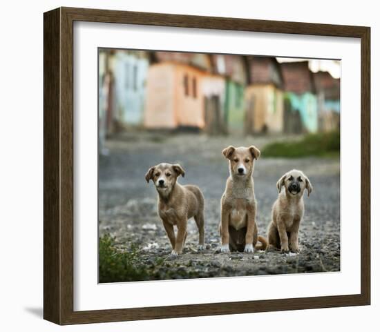 The Three Musketeers-Sorin Onisor-Framed Giclee Print