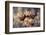 The three sisters-Fabien BRAVIN-Framed Photographic Print