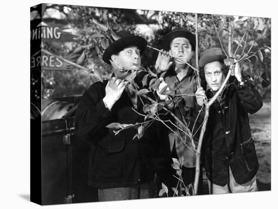 The Three Stooges: Three Tree Saps-null-Stretched Canvas