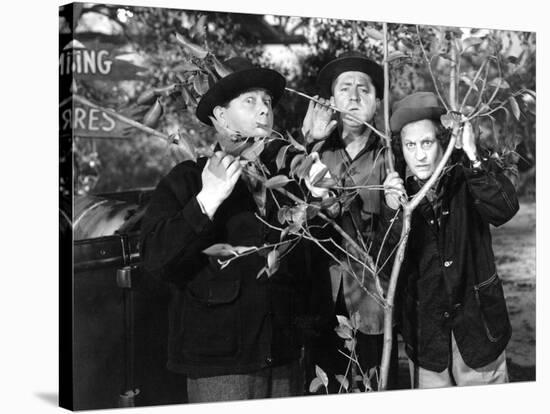 The Three Stooges: Three Tree Saps-null-Stretched Canvas