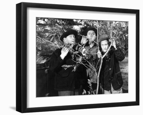 The Three Stooges: Three Tree Saps-null-Framed Photo