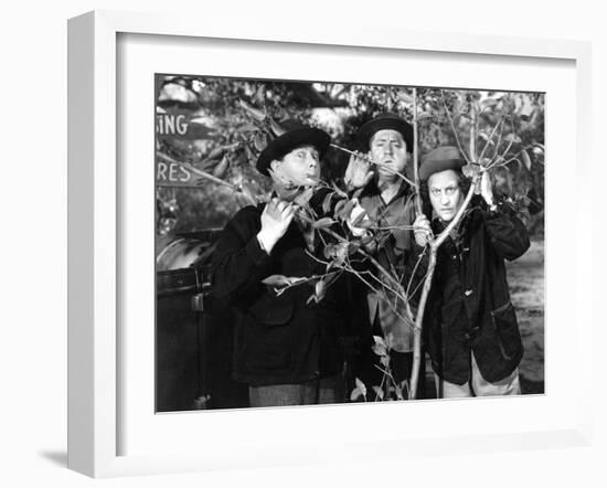 The Three Stooges: Three Tree Saps-null-Framed Photo