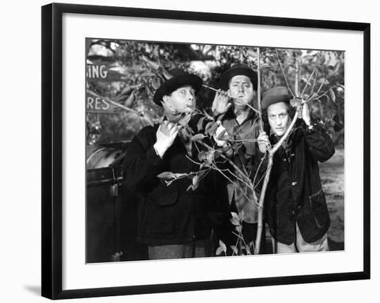 The Three Stooges: Three Tree Saps-null-Framed Photo