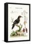 The Three-Toed Woodpecker, 1749-73-George Edwards-Framed Stretched Canvas