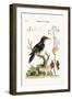 The Three-Toed Woodpecker, 1749-73-George Edwards-Framed Giclee Print