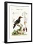 The Three-Toed Woodpecker, 1749-73-George Edwards-Framed Giclee Print