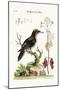 The Three-Toed Woodpecker, 1749-73-George Edwards-Mounted Giclee Print