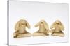 The Three Wise Monkeys-Japanese School-Stretched Canvas