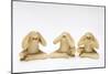 The Three Wise Monkeys-Japanese School-Mounted Giclee Print