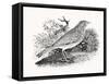 The Throstle Thrush from 'History of British Birds and Quadrupeds' (Engraving)-Thomas Bewick-Framed Stretched Canvas