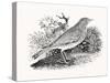 The Throstle Thrush from 'History of British Birds and Quadrupeds' (Engraving)-Thomas Bewick-Stretched Canvas