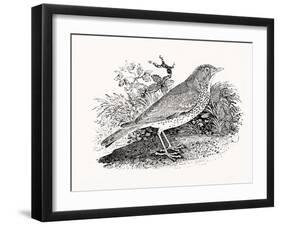 The Throstle Thrush from 'History of British Birds and Quadrupeds' (Engraving)-Thomas Bewick-Framed Giclee Print