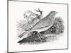 The Throstle Thrush from 'History of British Birds and Quadrupeds' (Engraving)-Thomas Bewick-Mounted Giclee Print