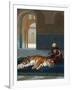 The Tiger and the Guardian (oil on canvas)-Jean Leon Gerome-Framed Giclee Print