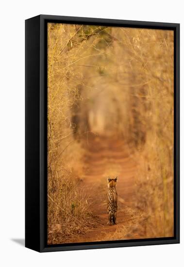 The Tiger in the Tunnel-AB Apana-Framed Stretched Canvas