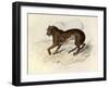 The Tiger, 'Quadrupeds', from De Buffon-Georges-Louis Leclerc-Framed Art Print