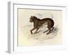 The Tiger, 'Quadrupeds', from De Buffon-Georges-Louis Leclerc-Framed Art Print