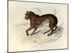 The Tiger, 'Quadrupeds', from De Buffon-Georges-Louis Leclerc-Mounted Art Print
