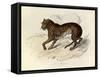 The Tiger, 'Quadrupeds', from De Buffon-Georges-Louis Leclerc-Framed Stretched Canvas