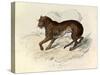 The Tiger, 'Quadrupeds', from De Buffon-Georges-Louis Leclerc-Stretched Canvas